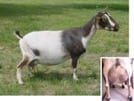 Nigerian Dwarf Goats kids for sale