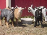 Nigerian Dwarf Goats kids for sale